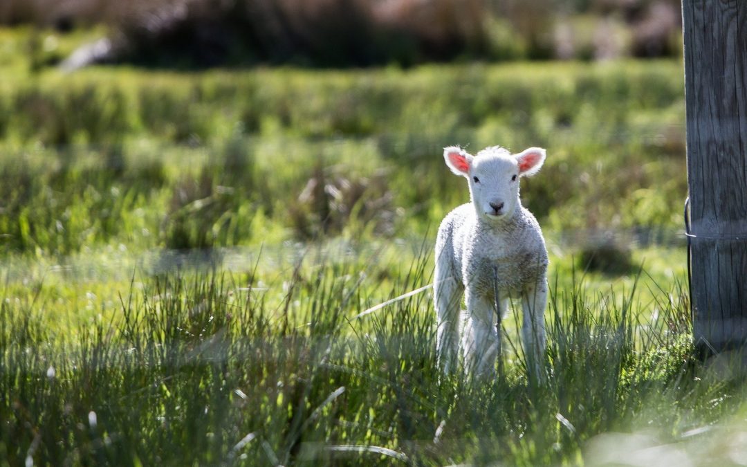 lamb spring featured
