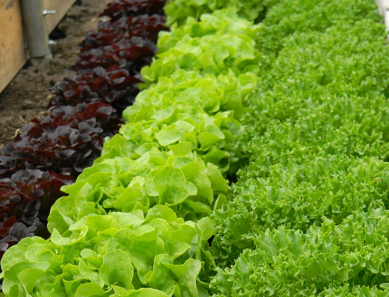 Bernie's greens Laitue lettuce