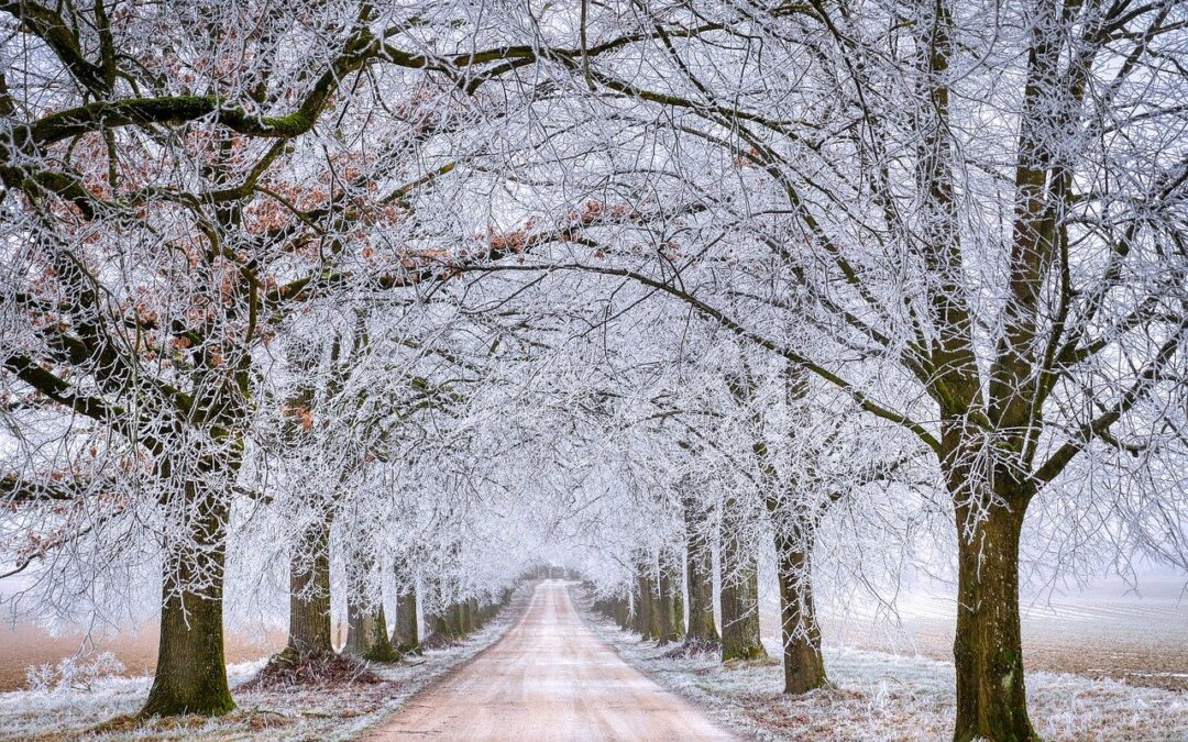 road with snowy trees