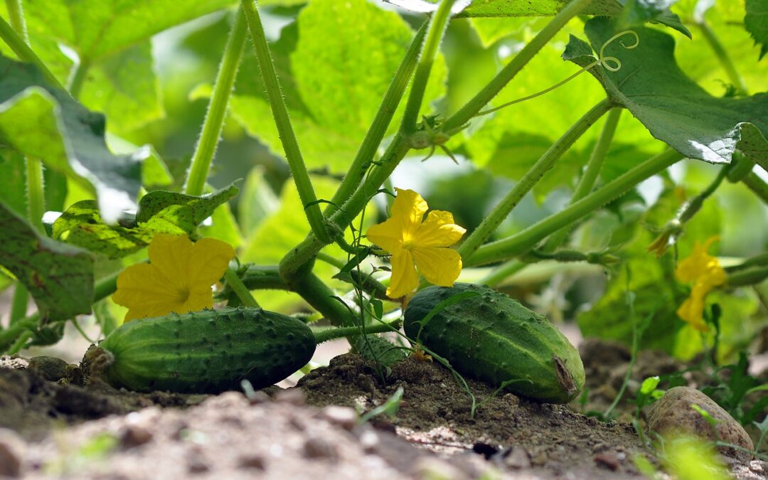cucumbers field