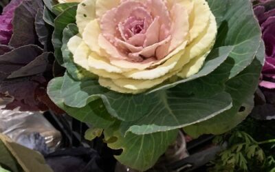 November 19th, 2022                                                                     This Saturday open until 2pm! In Celebration of the Annual VKH Business and Merchant Association Christmas Porch Tour and Gnome Scavenger Hunt.